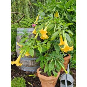 Brugmansia DS Melusine