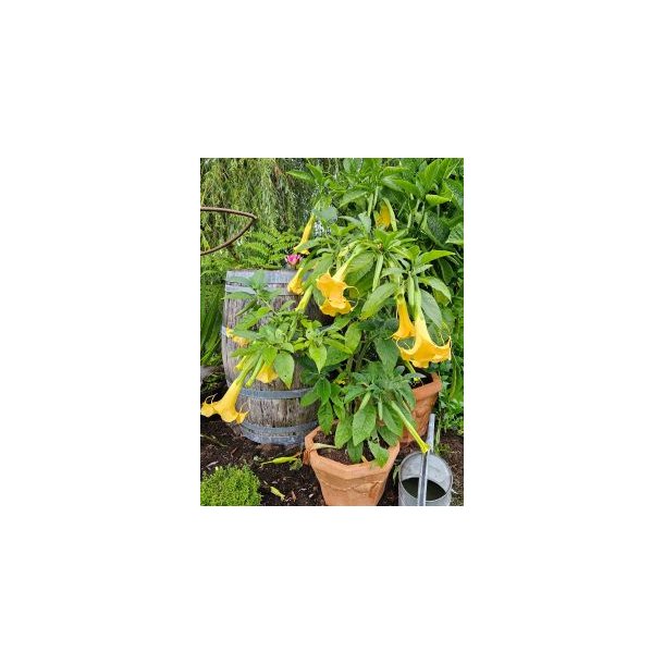 Brugmansia DS Melusine