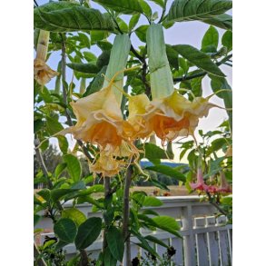 Brugmansia Zuni yellow spider