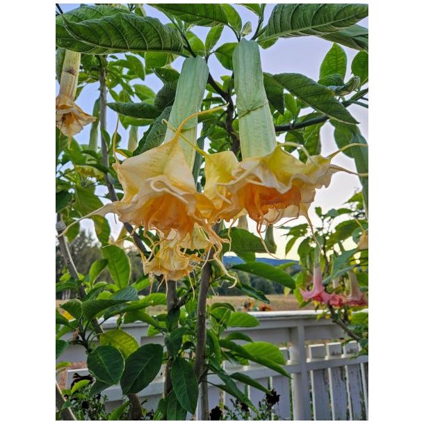Brugmansia Zuni yellow spider