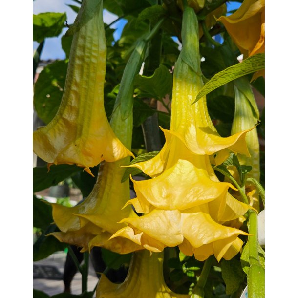 Brugmansia Triple A