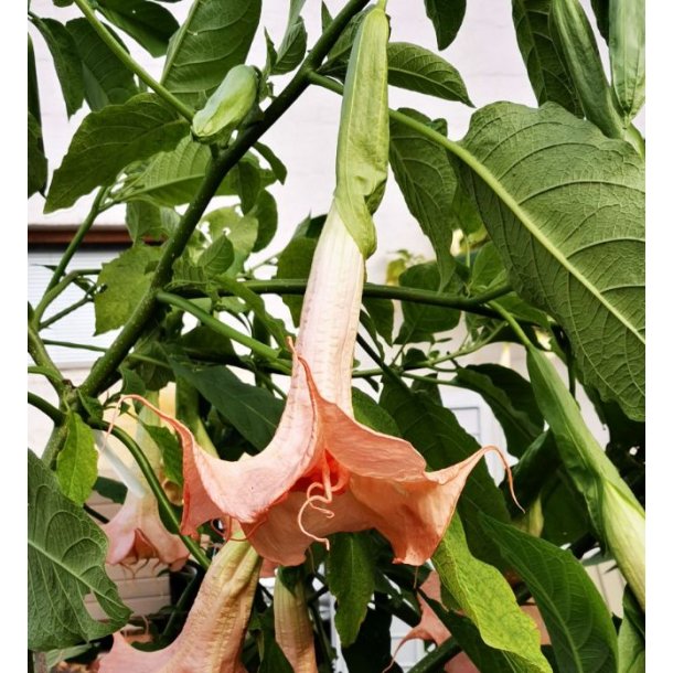 Brugmansia Angels innovation