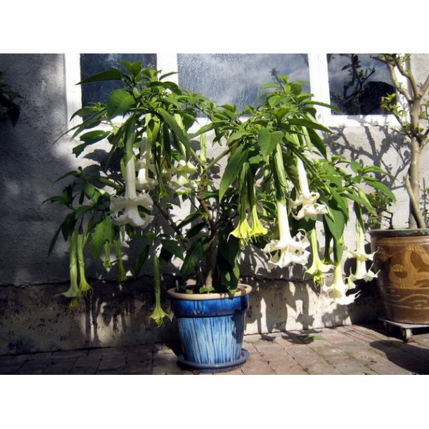 Brugmansia Angels fantasy