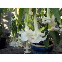 Brugmansia Angels fantasy