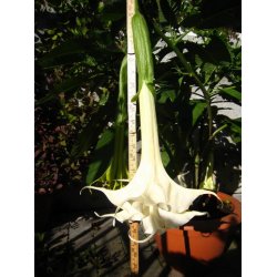 Brugmansia Angels fantasy