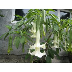 Brugmansia Angels fantasy
