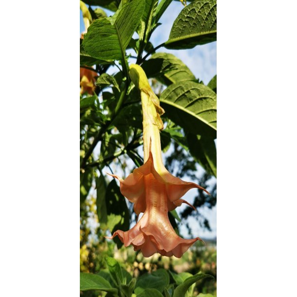Brugmansia Angels honeymoon