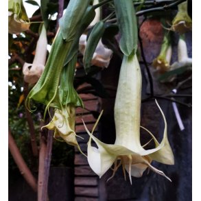 Brugmansia Angels proud