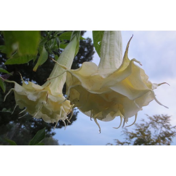 Brugmansia Angels summertime