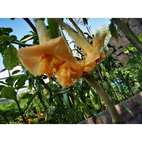 Brugmansia Bergfee