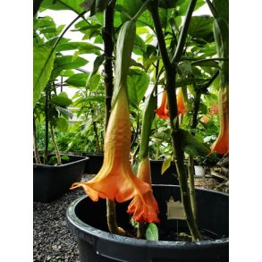 Brugmansia Creme brul�