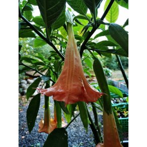 Brugmansia Cruzito