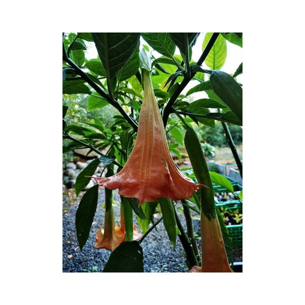 Brugmansia Cruzito