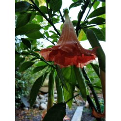 Brugmansia Cruzito