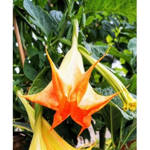 Brugmansia DS Punch