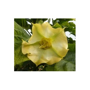 Brugmansia Sorbet Citron