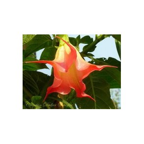 Brugmansia DS Zumba