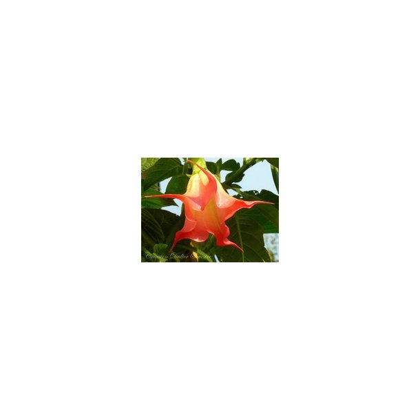 Brugmansia DS Zumba