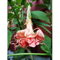 Brugmansia Dalens pink amour