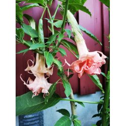 Brugmansia Dalens pink amour
