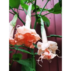 Brugmansia Dalens pink amour