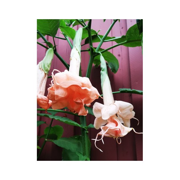 Brugmansia Dalens pink amour