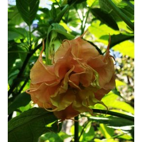 Brugmansia Delicatesse