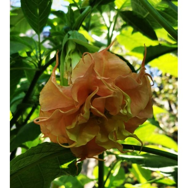 Brugmansia Delicatesse