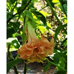 Brugmansia Delicatesse