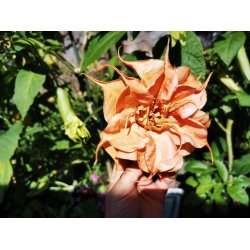 Brugmansia Delicatesse