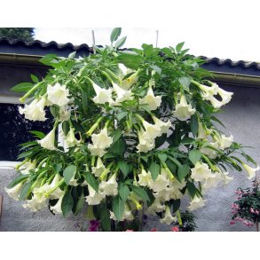 Brugmansia Enkel hvit