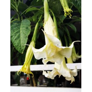 Brugmansia Ivonna
