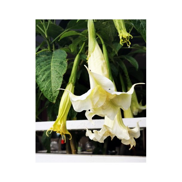 Brugmansia Ivonna