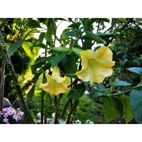 Brugmansia Marbach