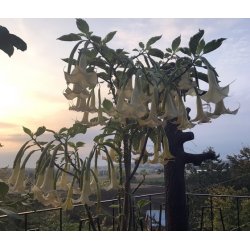Brugmansia Maya
