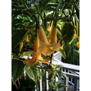 Brugmansia Maya