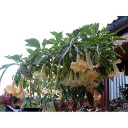 Brugmansia Maya