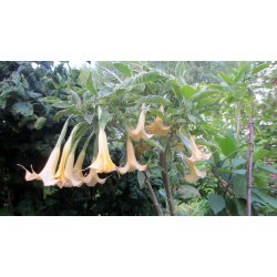Brugmansia Maya