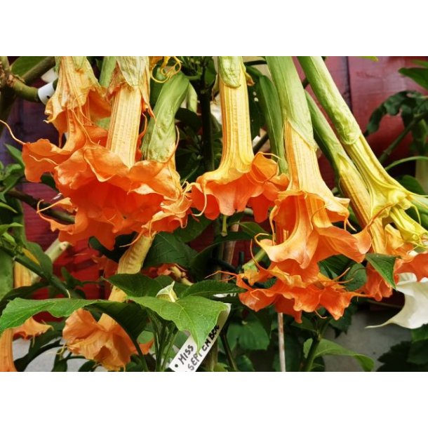 Brugmansia Miss september