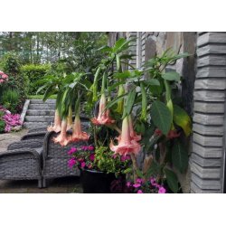 Brugmansia Ph�nomenal