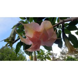 Brugmansia Ph�nomenal
