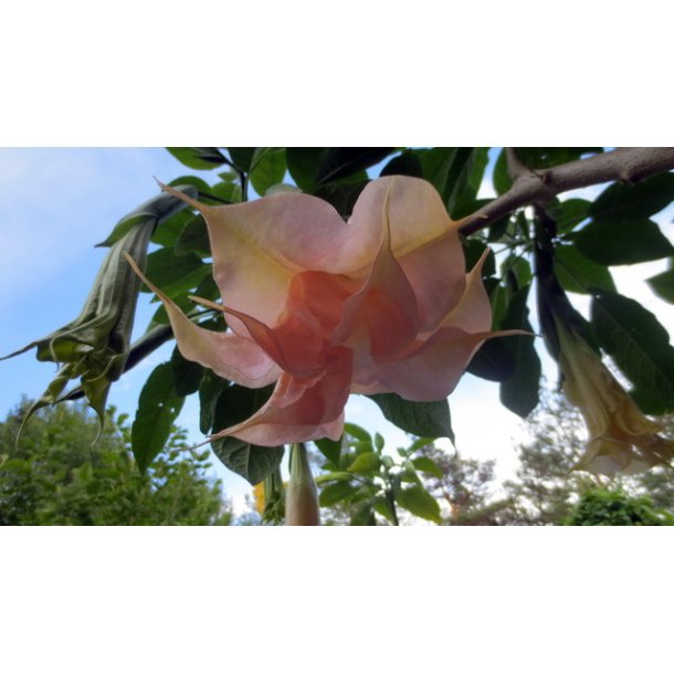 Brugmansia Phnomenal