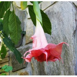 Brugmansia Ph�nomenal
