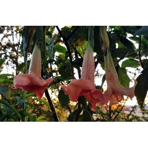 Brugmansia Pink perfection