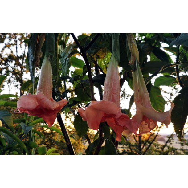 Brugmansia Pink perfection