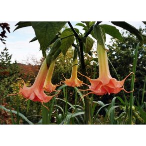 Brugmansia Razzle dazzle