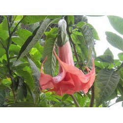 Brugmansia Salmon perfection
