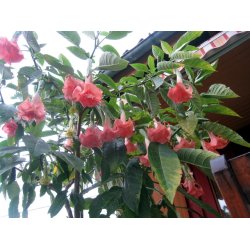 Brugmansia Salmon perfection