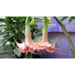 Brugmansia Salmon perfection
