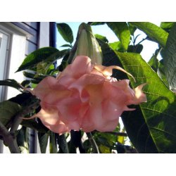 Brugmansia Salmon perfection